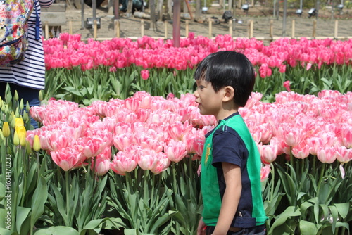 Boy with Tulips and sakura