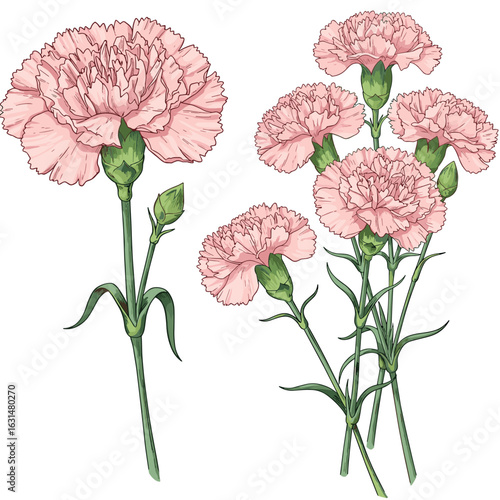 Delicate pink carnation flowers with intricate petal details and elegant stems arranged in a floral composition