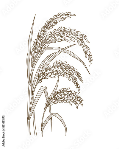 Rice Plant Illustration with Grain Seeds, Brown Outline, Agricultural Plant, Isolated Element, Vector Illustration.