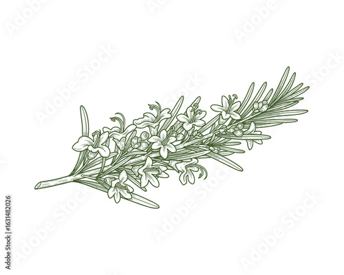Rosemary Sprig Illustration, Engraved Style, Aromatic Herb, Green Tones, Botanical Design, Isolated Vector Illustration