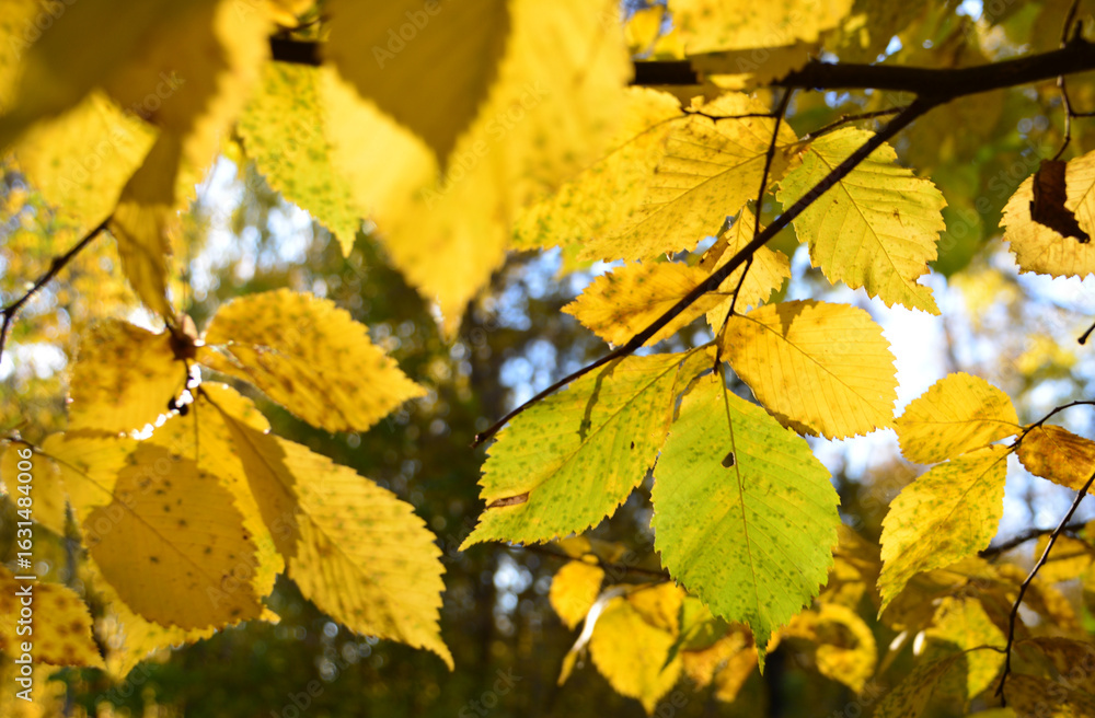 Fototapeta premium Autumnal Canopy Sunlight Filtering Through Golden Foliage