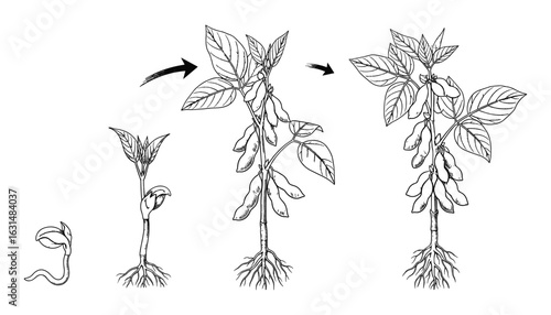Soybean Plant Life Cycle Stages Illustration, Agricultural Development, Black and White, Vector Illustration