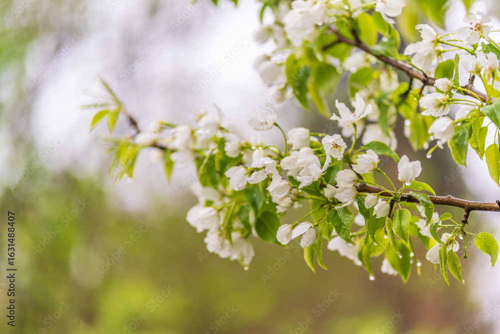 White blossoming apple trees with rain drops White blossoming apple trees with rain drops