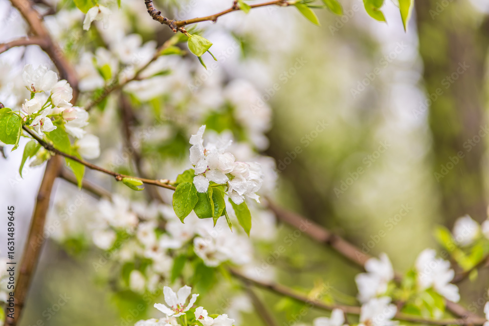 Fototapeta premium White blossoming apple trees with rain drops