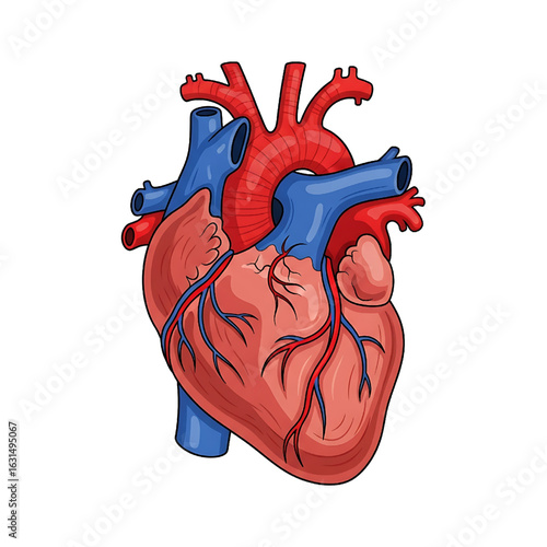 Human heart anatomy illustration. Medical diagram of the circulatory system.
