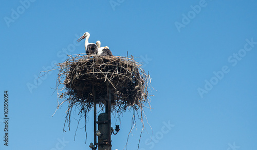 Fotografie A family of white storks in their nest on a utility pole against a clear blue sk