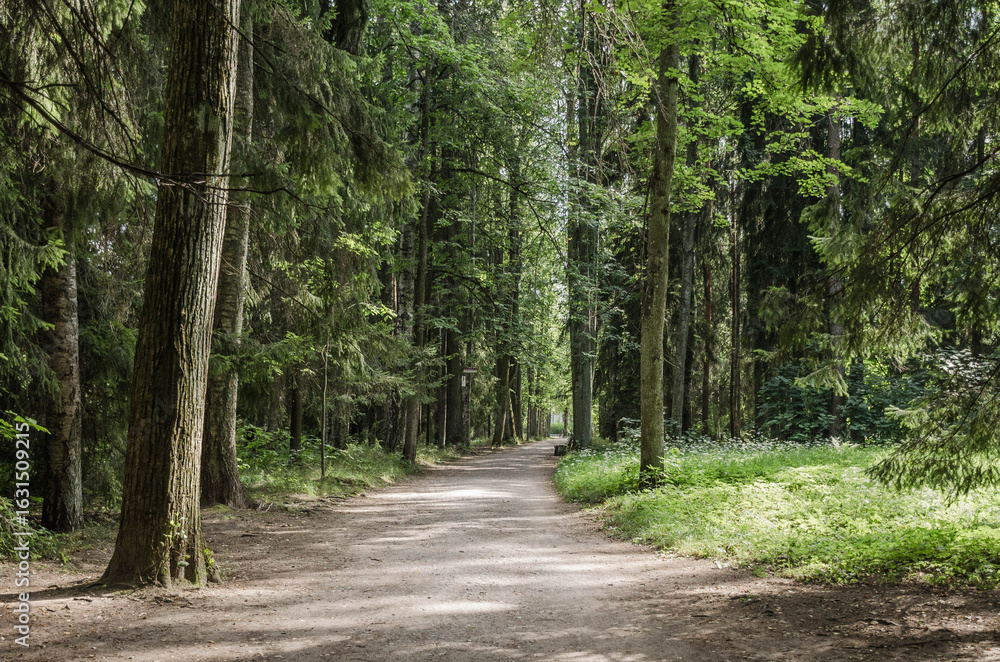 Fototapeta premium road in the forest