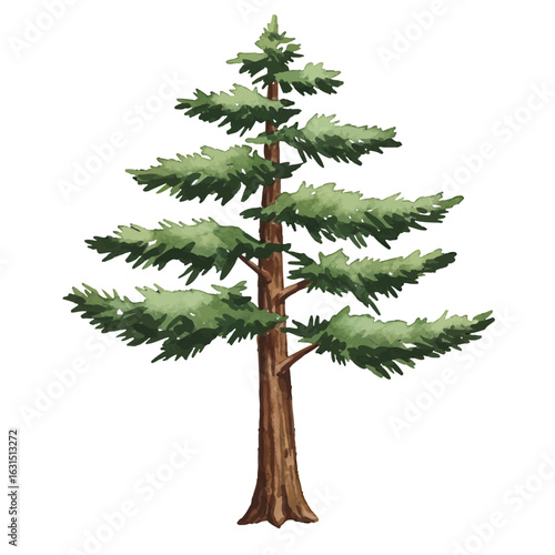 Majestic evergreen tree watercolor illustration with detailed branches and needles, a symbol of nature, growth, and the serene beauty of the forest