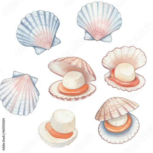 Watercolor Illustration of Scallops with Delicate Shells and Meaty Centers, Featuring Seafood Delights and Ocean Treasures