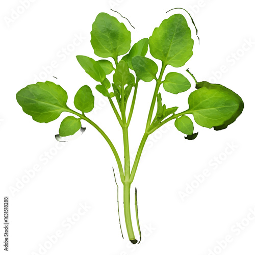 Fresh green watercress plant with vibrant leaves and stems, a nutritious herb perfect for salads and culinary uses, isolated on white