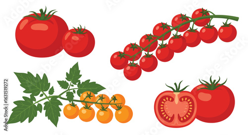 Vector illustration of collection of fresh red and yellow cherry tomatoes and ripe tomatoes, isolated on white background