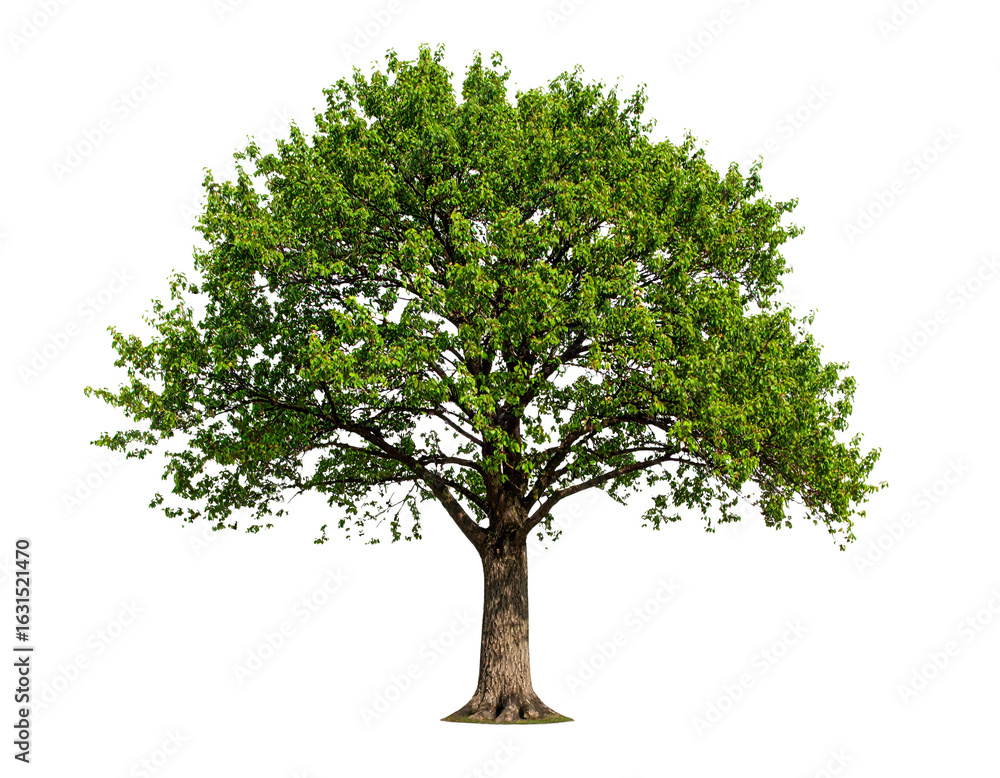 Obraz premium Tree, isolated on white, appears vivid and striking, emphasizing natural beauty, organic shape, and vibrant foliage, ideal for design, presentations, educational materials, or nature-themed compositio