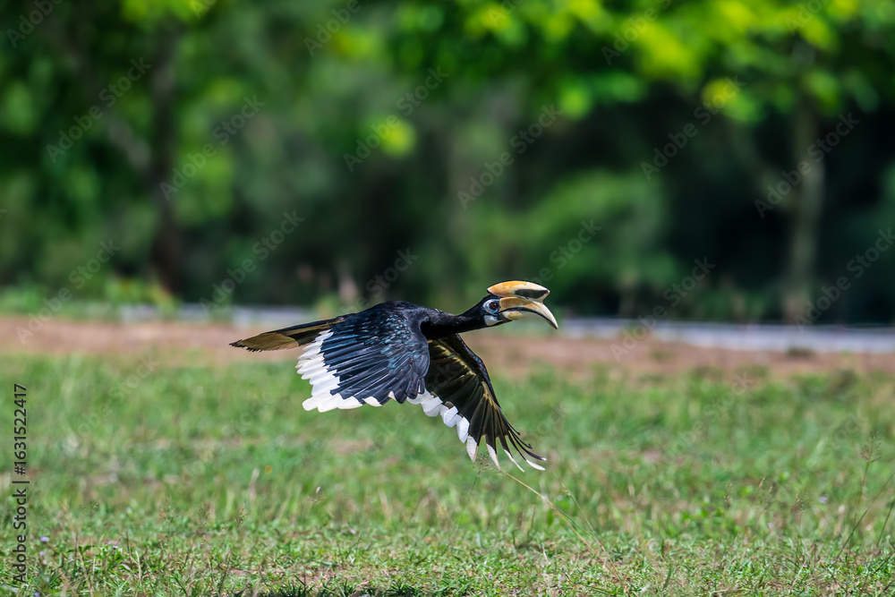 Fototapeta premium The bill and large hump are yellow. The face is black. The throat is white or yellowish-white. The body is black. The wings are black with a wide yellow stripe running down the middle of the wings.