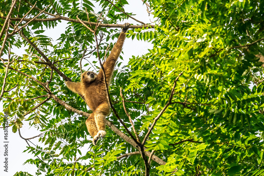 Obraz premium White-handed gibbon or Gibbons on trees, gibbon hanging from the tree branch. Animal in the wild, KhaoYai National Park, Thailand. 