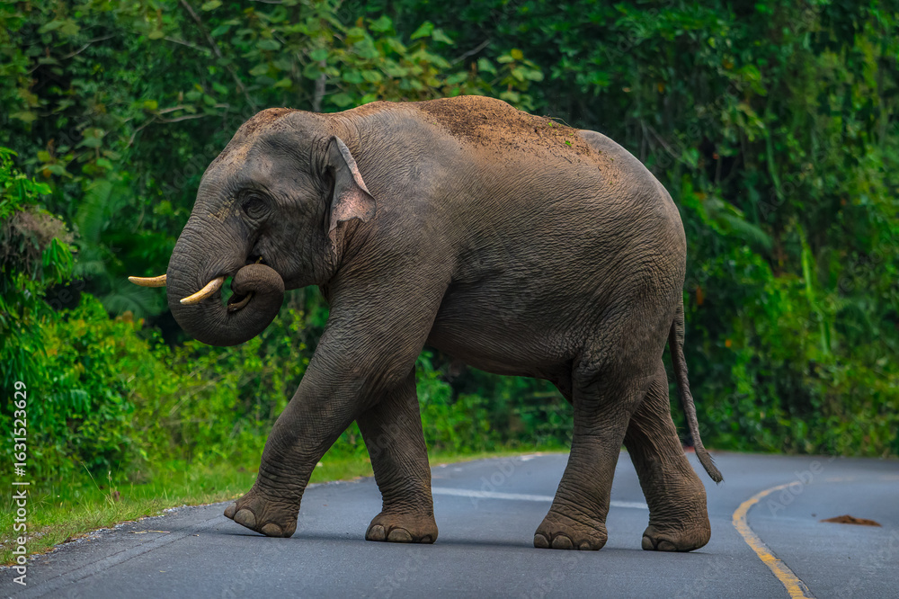 Obraz premium Elephants are large mammals and are the largest land animals. Wild elephants eat plants. They are big, have a small head, big legs, and have a trunk that reaches to the ground. That trunk is the nose.