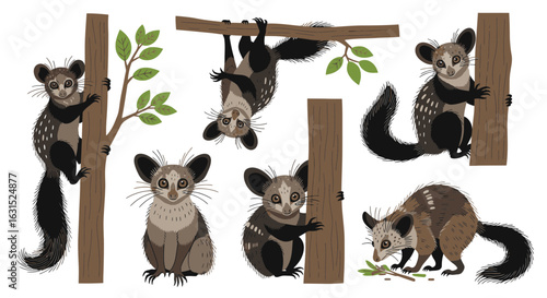 Aye-aye life in various poses climbing trees and exploring surroundings  