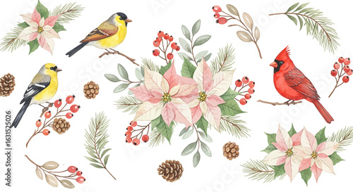 Watercolor winter birds and poinsettias festive arrangement with red berries and pine branches illustration