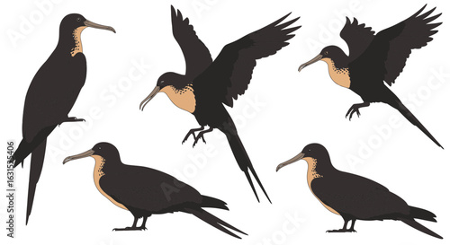 Five illustrations of Magnificent Frigatebirds in various poses  