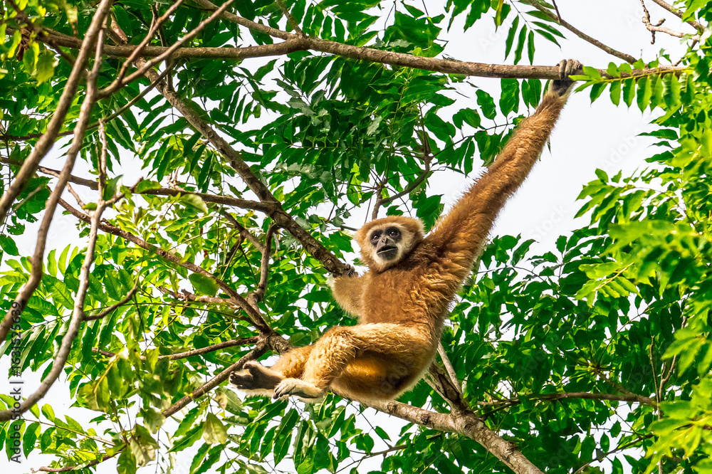 Naklejka premium White-handed gibbon or Gibbons on trees, gibbon hanging from the tree branch. Animal in the wild, KhaoYai National Park, Thailand. 