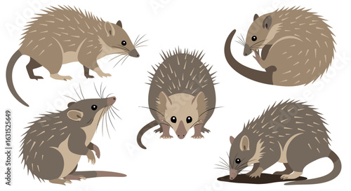 Tenrec illustrations depicting different poses and angles  