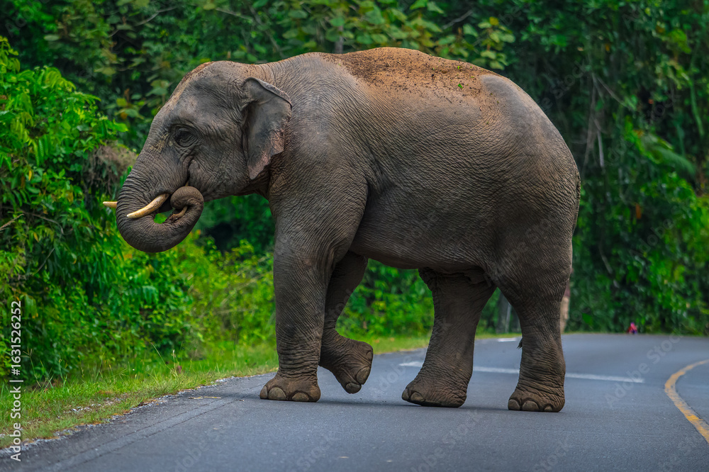 Obraz premium Elephants are large mammals and are the largest land animals. Wild elephants eat plants. They are big, have a small head, big legs, and have a trunk that reaches to the ground. That trunk is the nose.