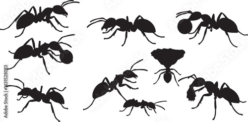 Seven Black Silhouette Ants Including One Carrying a Large Object on White Background insect insects