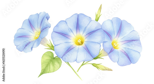 Elegant watercolor illustration of morning glory flowers with delicate blue petals and yellow centers, isolated on white for design projects