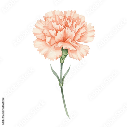 Elegant peach carnation illustration with soft watercolor texture and long stem, botanical beauty for greetings and invitations, floral design