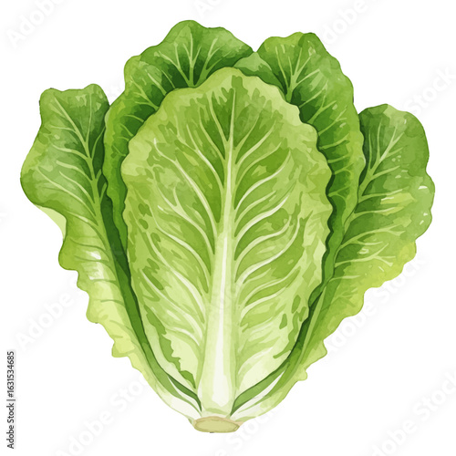 Fresh romaine lettuce with vibrant green leaves displaying detailed textures and organic growth, perfect for healthy eating and culinary designs
