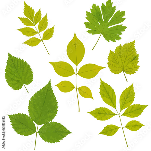 Collection of Realistic Green Leaves Vector Illustration for Botanical and Nature-Themed Designs and Graphics