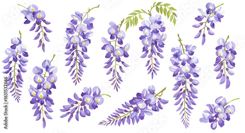 Exquisite wisteria flowers cascading down, showcasing delicate purple hues and lush green leaves in a beautiful illustration