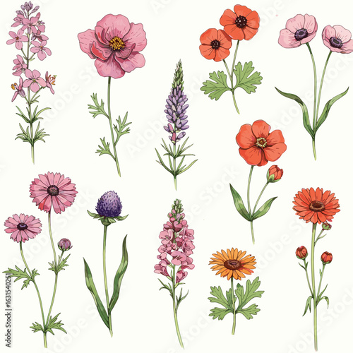 Watercolor botanical illustration showcasing an assortment of various flowering plants with diverse colors and shapes on a white background