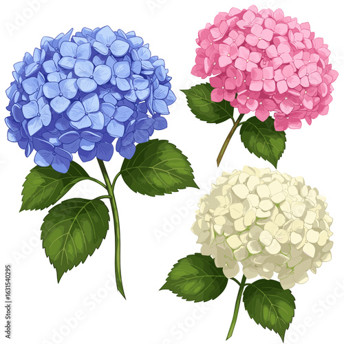 Illustration showcasing a trio of hydrangea flowers in full bloom, presenting a spectrum of colors and lush green leaves