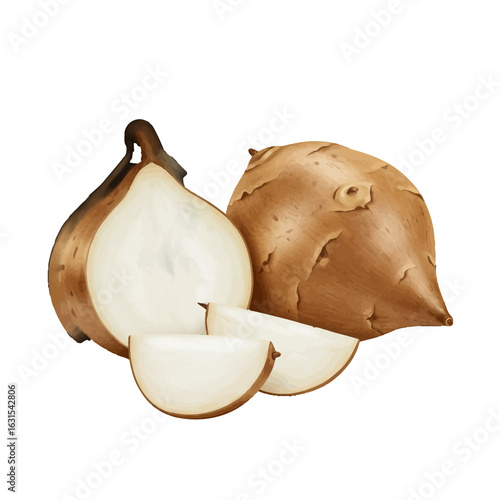 Detailed vector illustration of jicama with sliced pieces showcasing its texture and form, perfect for culinary and nutritional content creation
