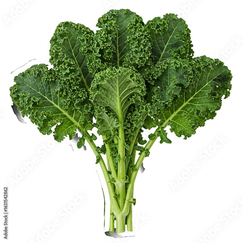 Fresh curly kale leaves bundle with vibrant green hues and intricate texture displayed against a clean white backdrop for healthy eating