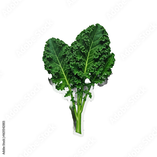 Fresh Curly Kale Bunch Isolated on White Background, Vibrant Green Leaves and Stems, Healthy Eating and Nutrient-Rich Vegetable