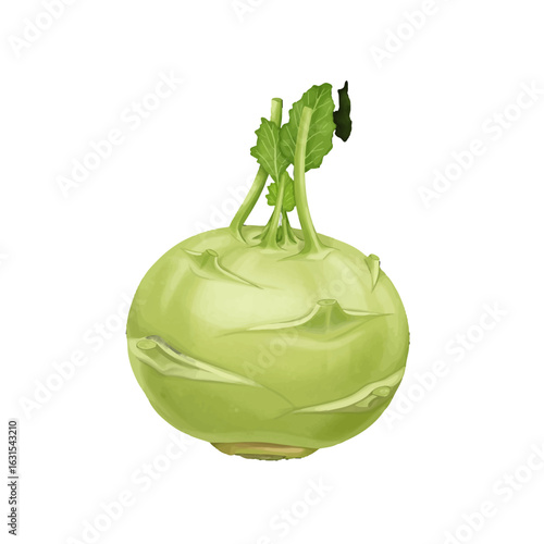 Fresh kohlrabi with vibrant green leaves showcases its unique texture and color, rendered in a detailed digital illustration against a clean white background.