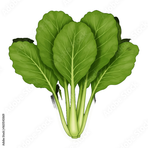 Illustration of Fresh Green Bok Choy Bunch Displaying Textured Leaves and Pale Green Stems on a White Background Depicting Healthy Eating