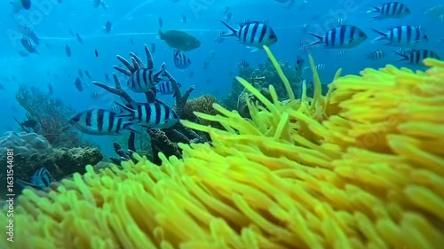 underwater world on phu quoc island in vietnam