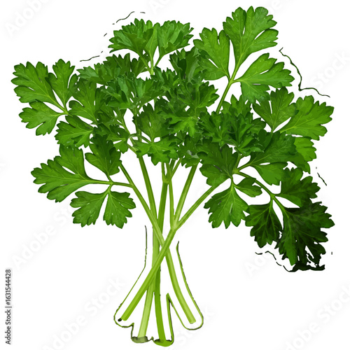 Fresh curly parsley bunch with vibrant green leaves and stems, showcasing its natural texture and healthy appearance for culinary use and garnish