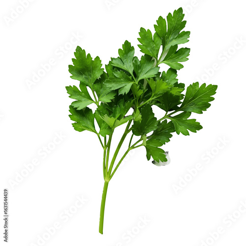Fresh parsley sprig isolated on a white background showcasing vibrant green leaves and intricate details for culinary and design applications