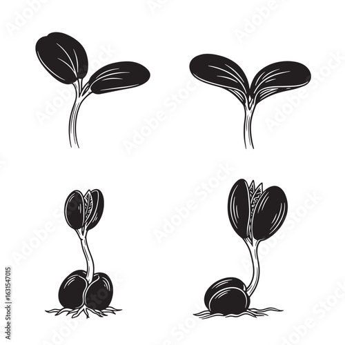 Black and white illustration of seed sprouting stages depicting growth and plant life cycle