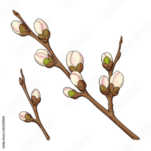 Spring branches with buds ready to bloom symbolize renewal and the start of the season with promise and beauty