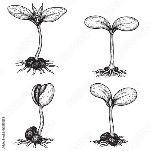 Detailed hand drawn illustrations of sprouting seeds representing growth and botanical elements