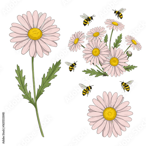 Illustration of daisies with light pink petals, bright yellow centers, and buzzing bees around a floral arrangement