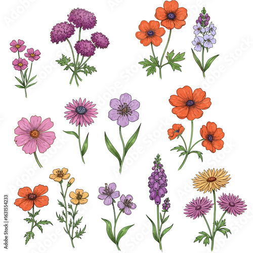 Collection of colorful blooming flowers vector illustration featuring various floral species and botanical elements in a vibrant floral arrangement