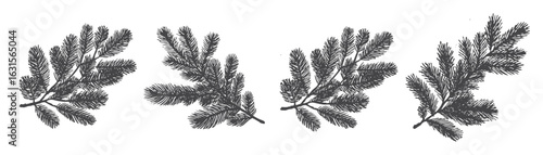 Set of silhouettes of Christmas tree branches. Black silhouette of Christmas tree branches. Elements for New Year and Christmas designs. Shadows from Christmas tree branches. Vector illustration.