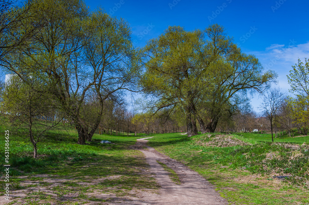 Fototapeta premium Scenic park pathway surrounded by green trees and blue sky on a sunny day 