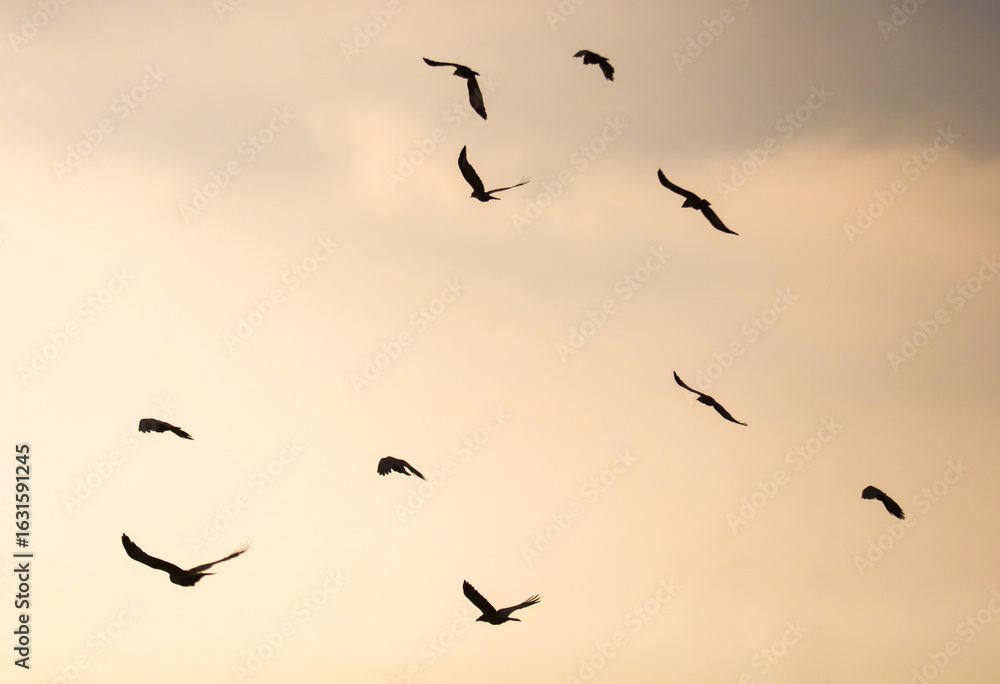 Fototapeta premium A flock of birds flying in the sky