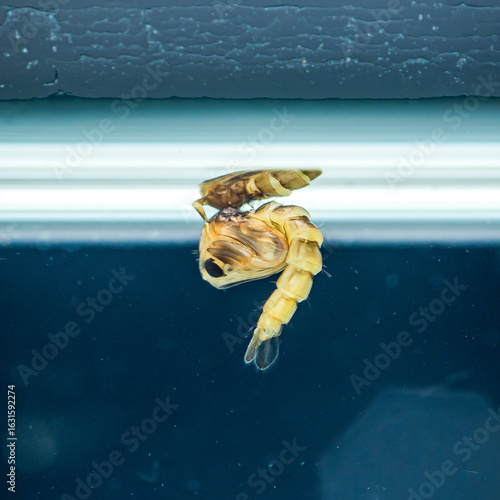 Mosquito pupa emerging from its exuviae under a window